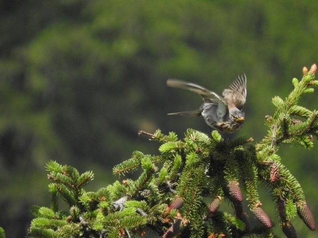 Bird of Prey, Zermatt, Switzerland