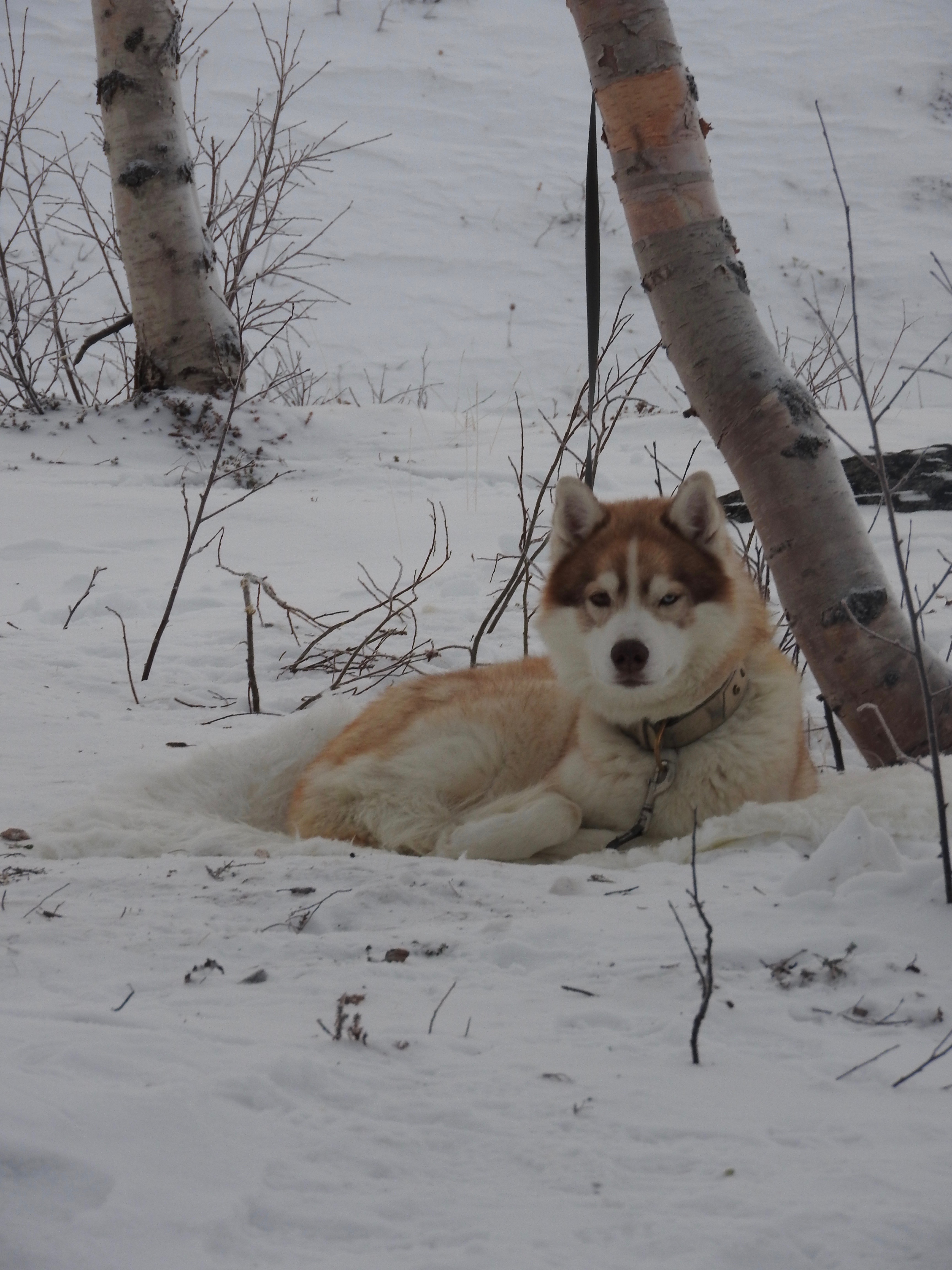 Husky, Abisko, Sweden