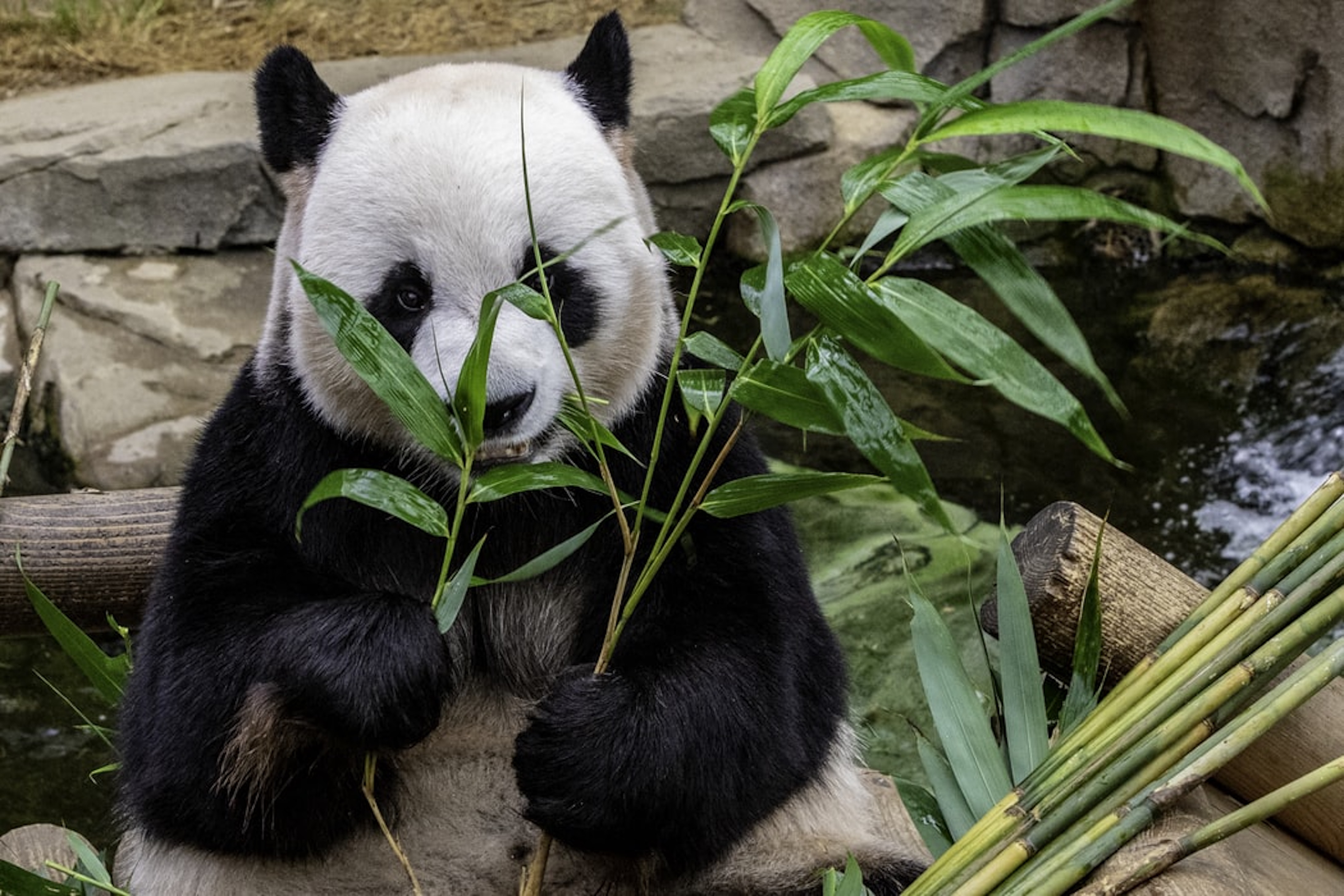 Chengdu Pandas, China